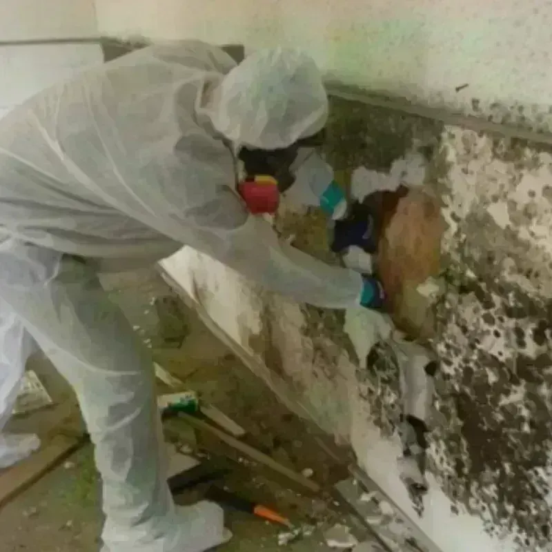 Mold Remediation and Removal in Williamsburg, NY